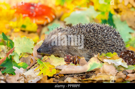 Hedgehog, wild, native, European hedgehog in colourful Autumn leaves, facing left.  Scientific name: Erinaceus europaeus.  Horizontal.