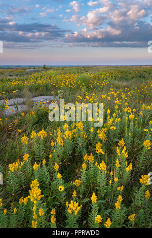 Blue Mounds State Park; Minnesota: Goldenrod (solidago) and prairie sunflower (Helianthus petiolaris) flowers in a tallgrass prairie under an evening  Stock Photo