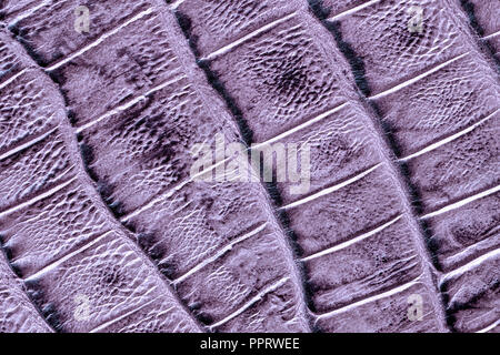 Genuine leather texture with imitation of exotic reptile, light violet matte surface, trendy background Stock Photo