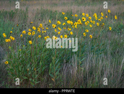 Blue Mounds State Park; Minnesota: Detail of Goldenrod (solidago) and prairie sunflower (Helianthus petiolaris) flowers in a tallgrass prairie Stock Photo