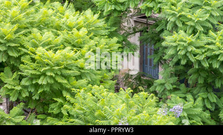 Blue shuttered window  surrounded by foliage in Athens Greece Stock Photo