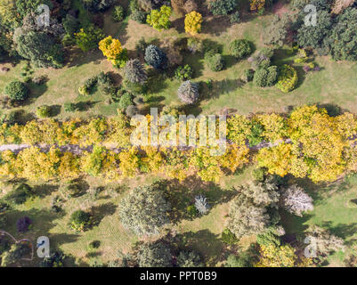 aerial top view of trees and walking path in autumn park. colorful nature background Stock Photo
