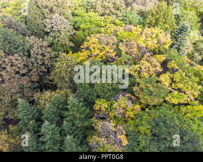 autumnal trees with colorful foliage. autumn forest scenic view. aerial photo Stock Photo