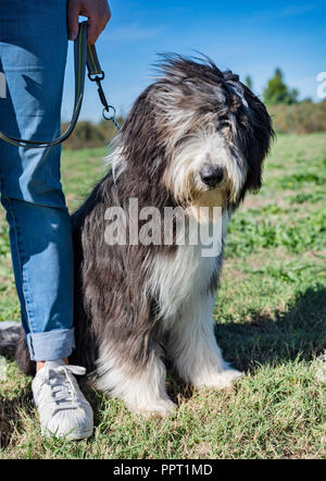 bearded collie  in a training of obedience Stock Photo