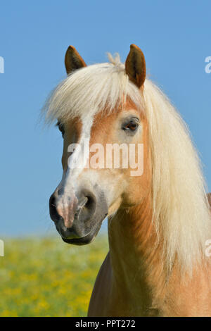 Haflinger horse Stock Photo