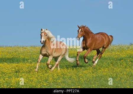 Two horses galloping in the field Stock Photo