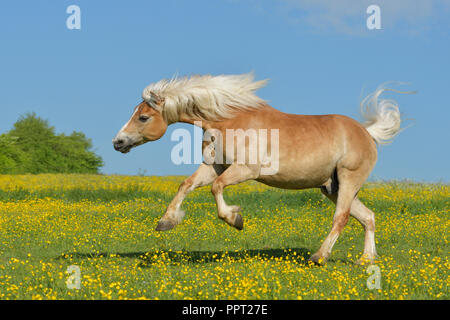 Bucking Haflinger horse in the field in spring Stock Photo