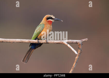 White-fronted Bee-eater Stock Photo