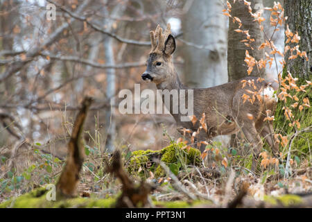 Reh (Capreolus capreolus), Rehbock, Rheinland-Pfalz, Deutschland Stock Photo