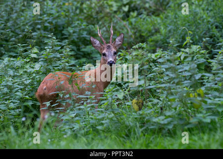 Reh (Capreolus capreolus), Rehbock, Rheinland-Pfalz, Deutschland Stock Photo