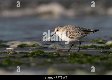 Sanderling (Calidris alba), Texel, Nordholland, Niederlande Stock Photo