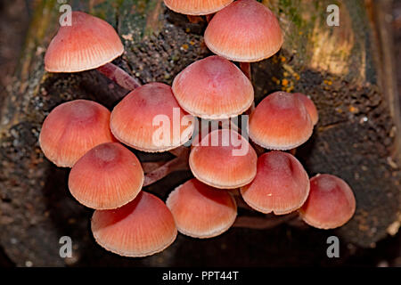 bleeding fairy helmet, (Mycena haematopus) Stock Photo