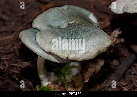 aniseed toadstool, (Clitocybe odora) Stock Photo