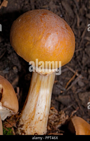 gypsy mushroom, (Cortinarius caperatus) Stock Photo