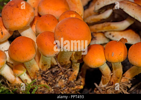 brick cap fungus, (Hypholoma lateritium) Stock Photo