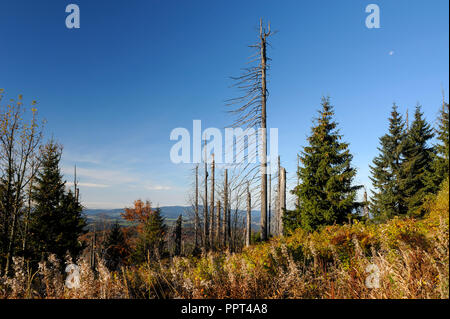 Dead forest, october, Lusen, Bavarian Forest National Park, Germany Stock Photo