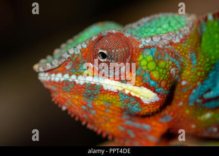 Panther chameleon, (Furcifer pardalis)