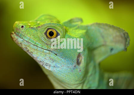 Green basilisk, male, (Basiliscus plumifrons) Stock Photo