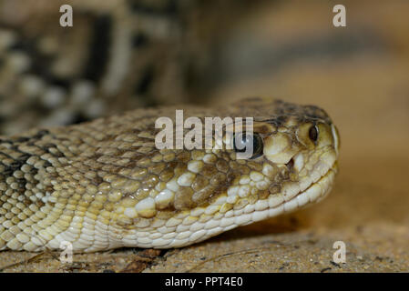 Mexican west coast rattlesnake, (Crotalus basiliscus) Stock Photo