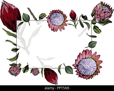 Vector illustration of transparent frame with red and pink king protea flowers, buds and leaves. Protea, South Africa symbol, isolated on white backgr Stock Vector