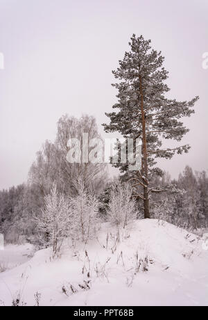 The lonely tall pine covered with thick white frost. Stock Photo