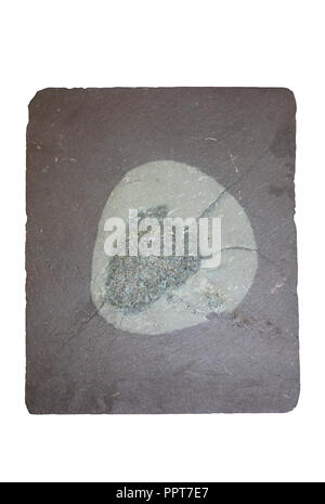 Slate Imperfection called in Welsh ' Bodiau llywd' Stock Photo