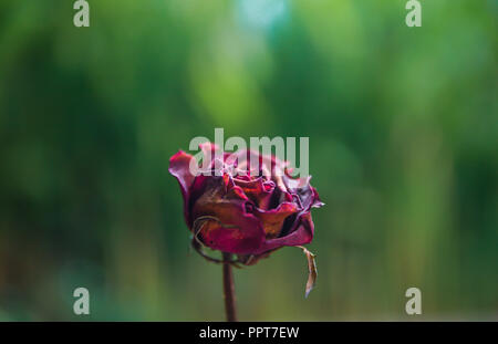 Dried Red Rose Flower, sad valentine Stock Photo