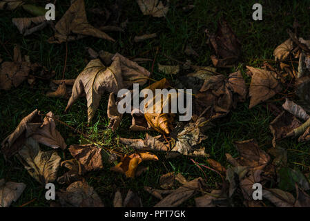 Dead; Sycamore Acer pseudoplatanus leaves leaf lying on the ground at the start of the Autumn season. Stock Photo