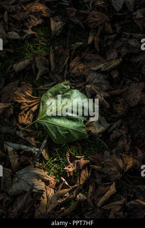 Sycamore Acer pseudoplatanus leaves leaf lying on the ground at the start of the Autumn season. Stock Photo