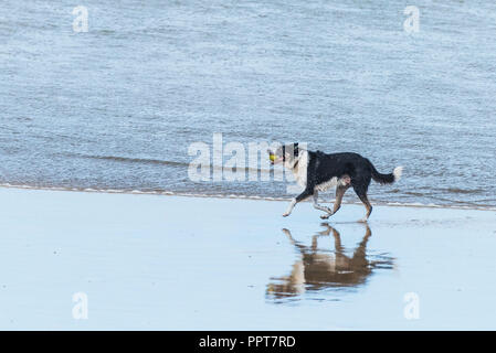 A Border Collie holding a tennis ball in its mouth running along the shoreline of Fistral Beach in Newquay in Cornwall. Stock Photo