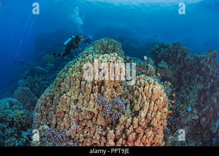 Female scuba diver, videophotographer records marine life associated large porite dome coral in a mountainous reef area of the Red Sea. Fury Shoals, 2 Stock Photo