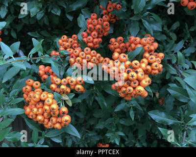 Rowan tree and berries ( Sorbus americana), West Texas Stock Photo