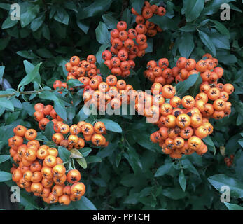 Rowan tree and berries ( Sorbus americana), West Texas Stock Photo