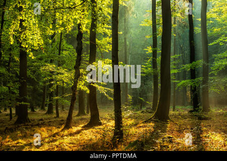 Natural deciduous forest of oak and beech trees on the Finne mountain range, morning light, sun shines through haze Stock Photo