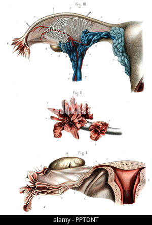 illustration of female uterus anatomy Stock Photo: 74465076 - Alamy