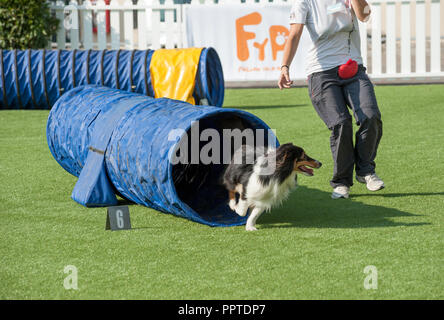 Florence, Italy - 2018, September 22: Dog came out from tunnel during an agility competition, at “Follow Your Pet” 2018 expo. Stock Photo