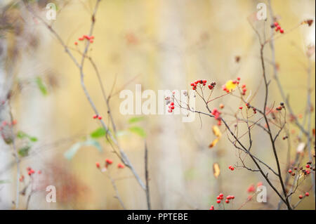 Red ripe rowanberries (Sorbus aucuparia) in autumn forest against blurred defocused background. Stock Photo