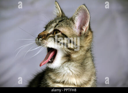 small striped, mongrel kitten looks in profile, a portrait on a grayish background, a wide open mouth and a long tongue, a capillary papilla is Stock Photo