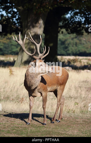 Bushy Park London England UK. 27th September 2018. The rutting season has started in Bushy Park south west London, with the red deer stags guarding their herd. Credit: Julia Gavin/Alamy Live News