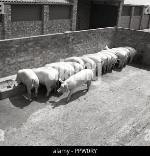 1950s, historical, a line of pigs feeding from a trough in a farmyard, England, UK. Stock Photo