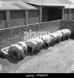 1950s, historical, a line of pigs feeding from a trough in a farmyard, England, UK. Stock Photo