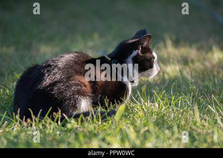 Black and white cat lying on grass in a garden, face viewed from a side Stock Photo