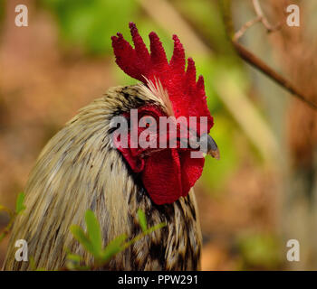 Domestic rooster among the plants in foreground Stock Photo