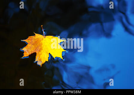 Fallen maple leaf in autumn colors floating on water surface.Maple leaf floating on water Stock Photo