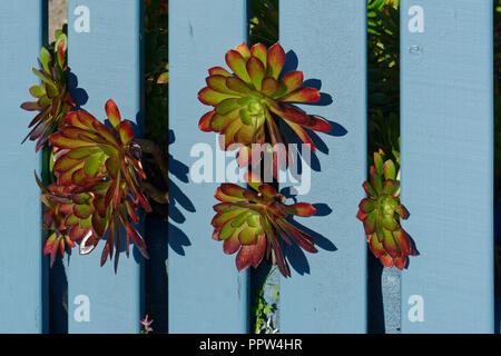 Green and red succulents pushing themselves through a blue wooden fence Stock Photo