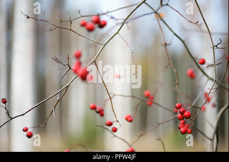 Hawthorn red berries Stock Photo