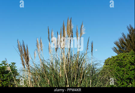 Cortaderia splendens, Toe toe which used to be spelled Toi toi, in flower against a blue sky Stock Photo