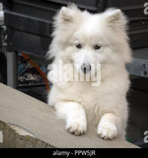 Nice Samoyed pup. The Samoyed is a large herding dog and takes its name from the Samoyedic peoples of Siberia. Stock Photo