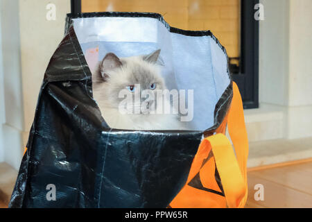 Ragdoll cat sitting in a shopping bag. There is a Dutch saying 'to buy a cat in the bag' that means the same as the English 'to buy a pig in a poke' Stock Photo