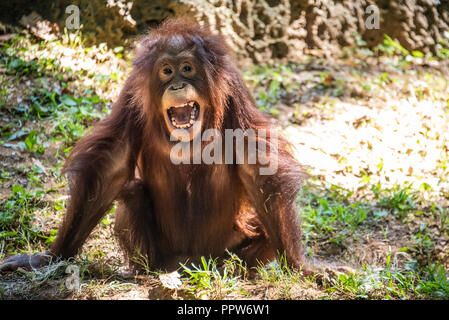 Young Bornean orangutan (Pongo pygmaeus) at Zoo Atlanta near downtown Atlanta, Georgia. (USA) Stock Photo